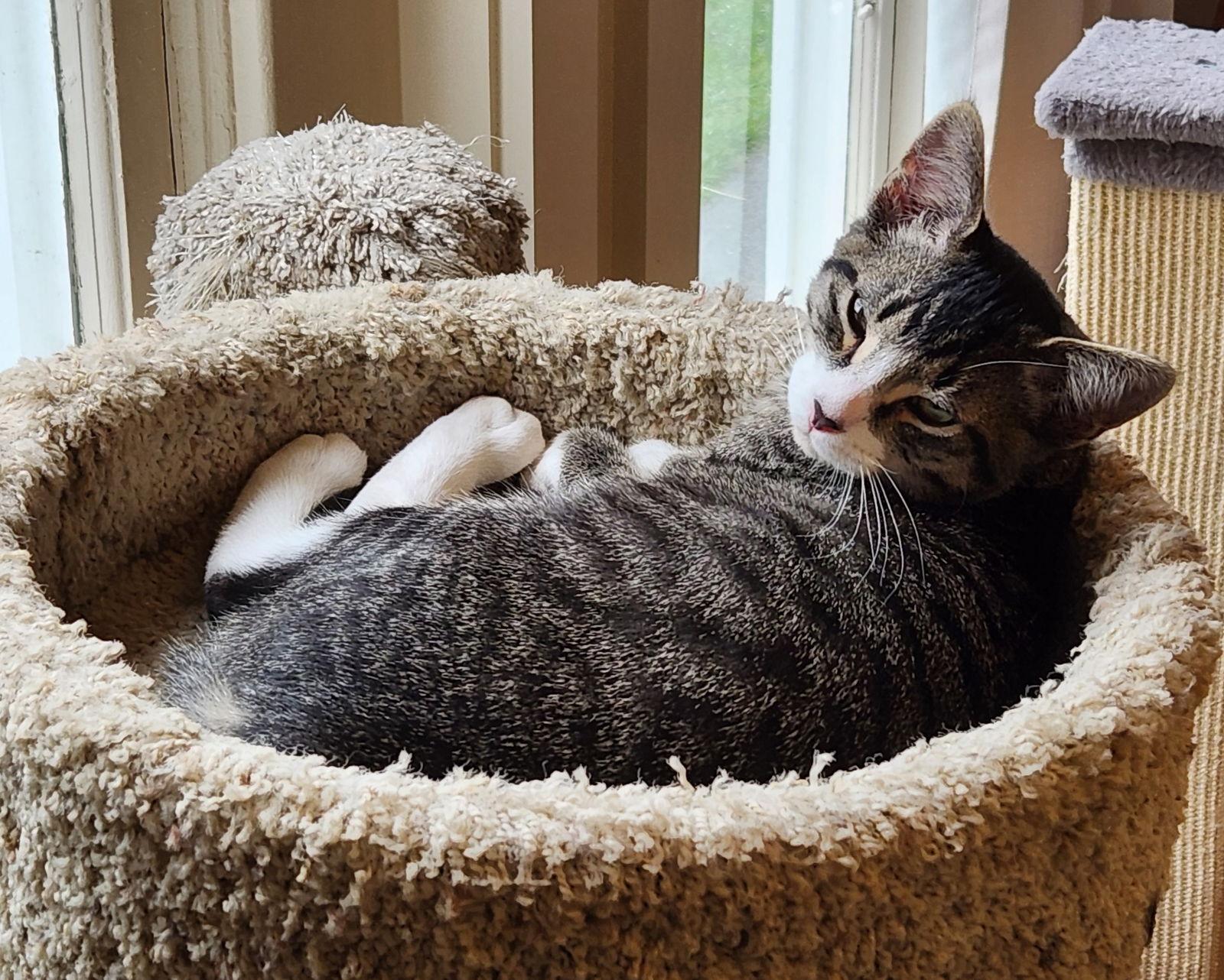 Alexander, Adoptable, Kitten Male Domestic Short Hair.