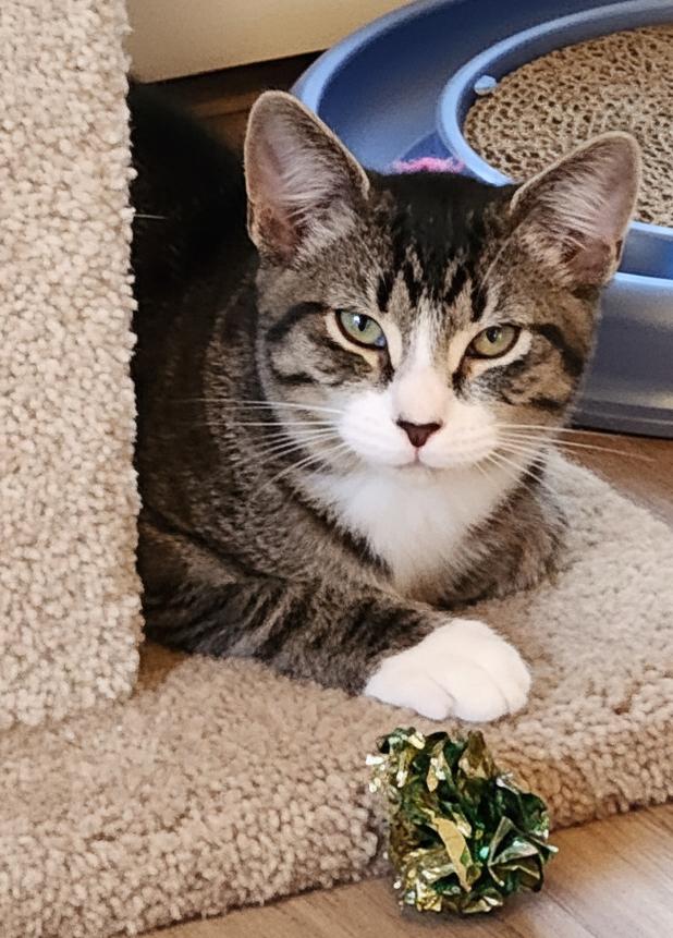 Enlarge Alexander, a Adoptable Domestic Short Hair in Anacortes, WA image 2/3