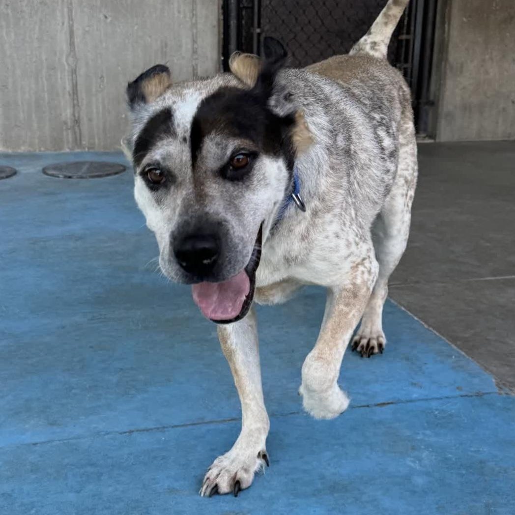 Memphis, adopted, Adult Male Hound.