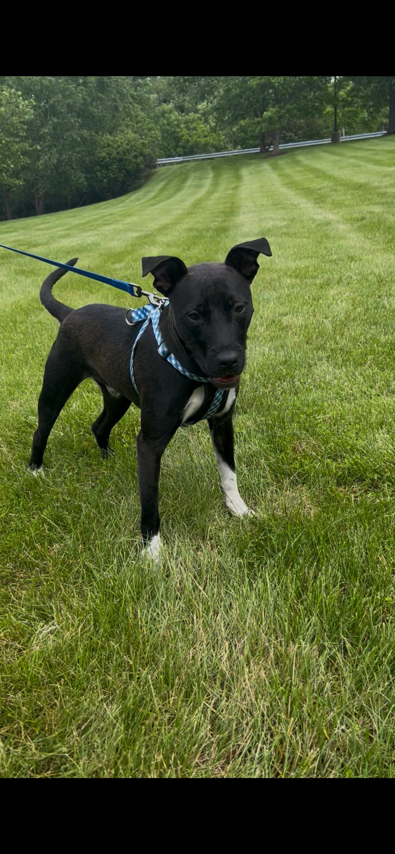 Enlarge Max, a Adopted Labrador Retriever in Tarrytown, GA image 1/3