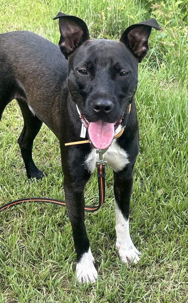 Enlarge Max, a Adopted Labrador Retriever in Tarrytown, GA image 2/3