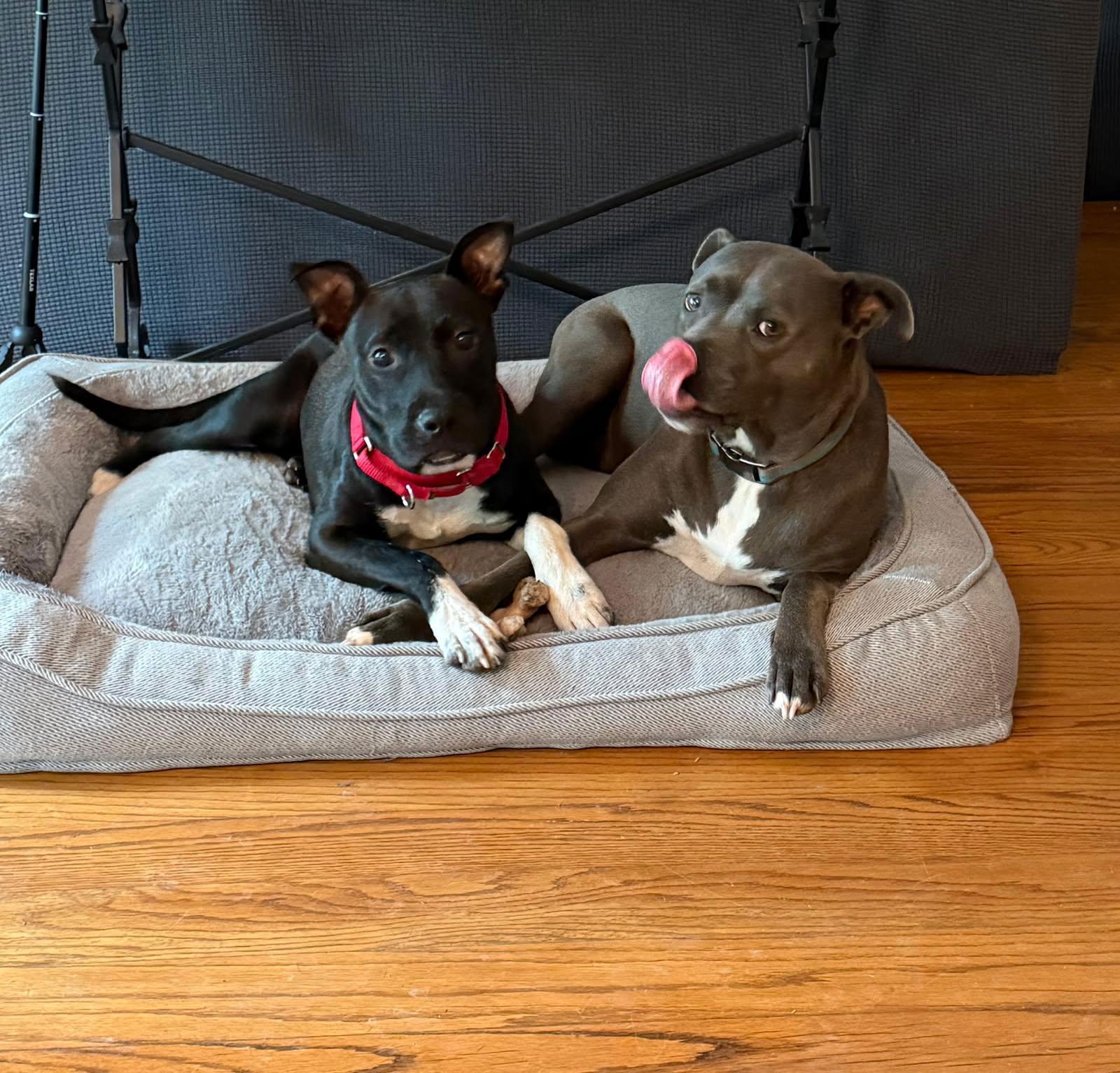 Enlarge Max, a Adopted Labrador Retriever in Tarrytown, GA image 3/3