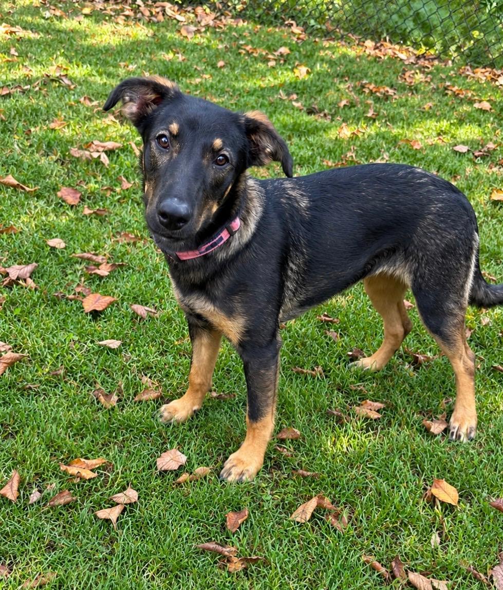 Enlarge Abby, a Adoptable mixed breed in Sudbury, MA image 1/1
