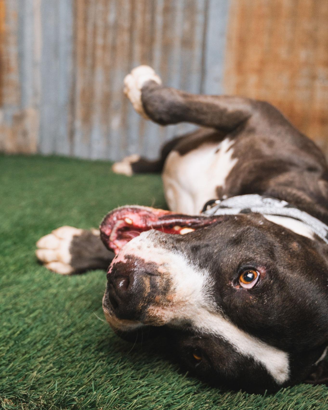 Enlarge Domino, a Adoptable Pit Bull Terrier in Madison, WI image 5/6
