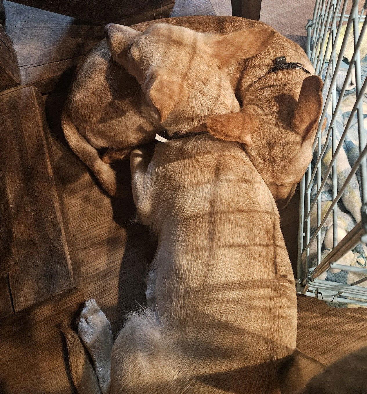 Enlarge Paloma D6169, a Adopted mixed breed in minneapolis, MN image 1/2