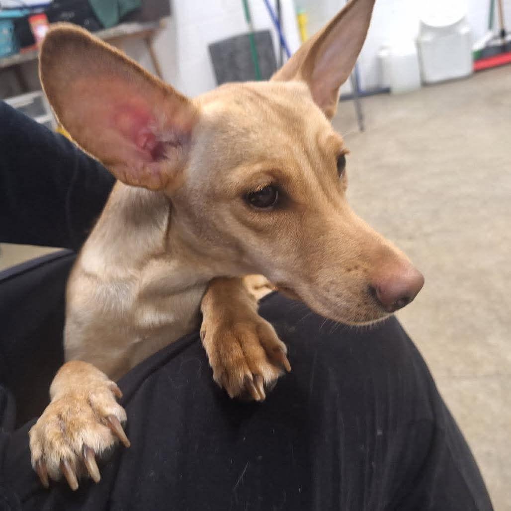 Enlarge Paloma D6169, a Adopted mixed breed in minneapolis, MN image 2/2