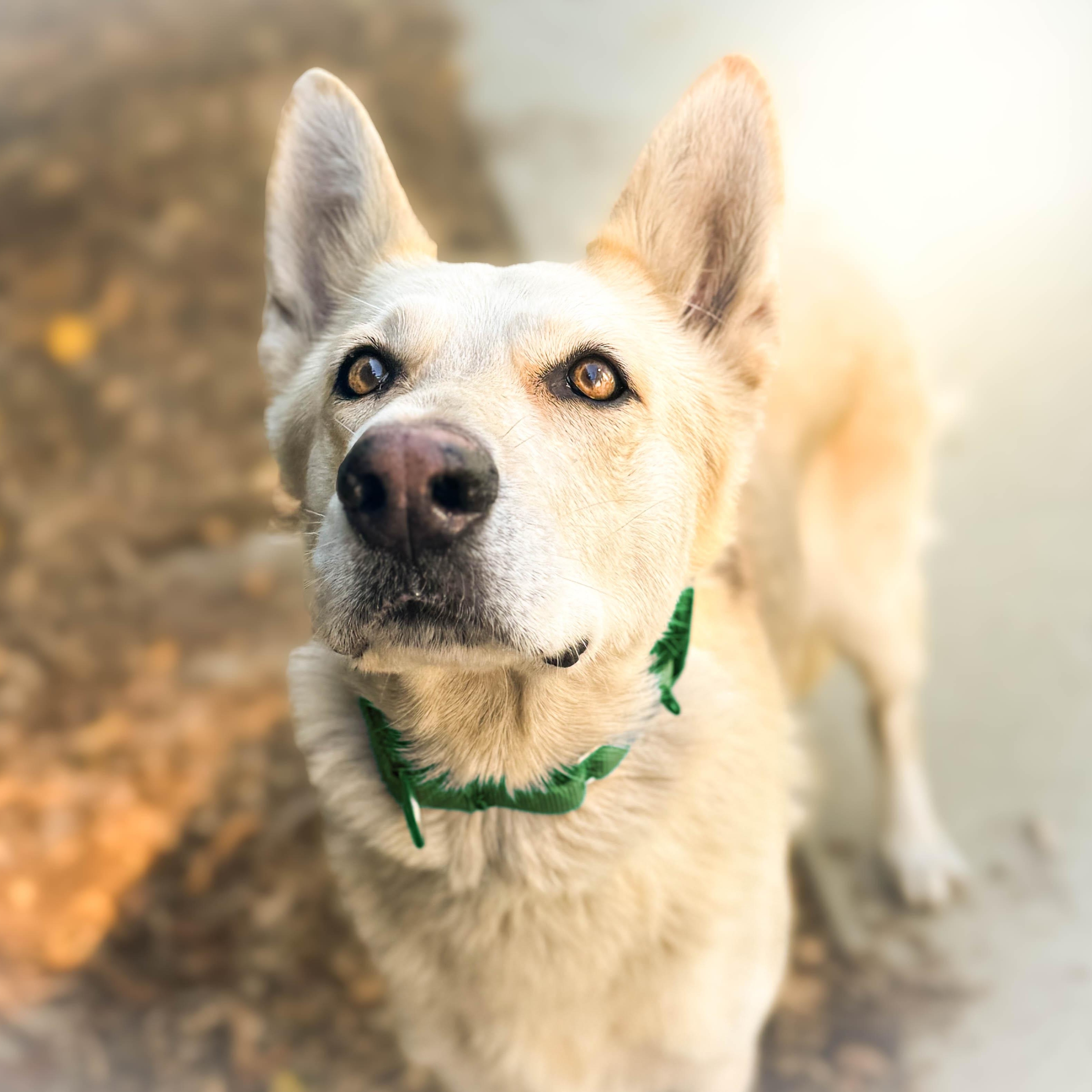 Sunflower, ADOPTABLE, Senior Female German Shepherd Dog.