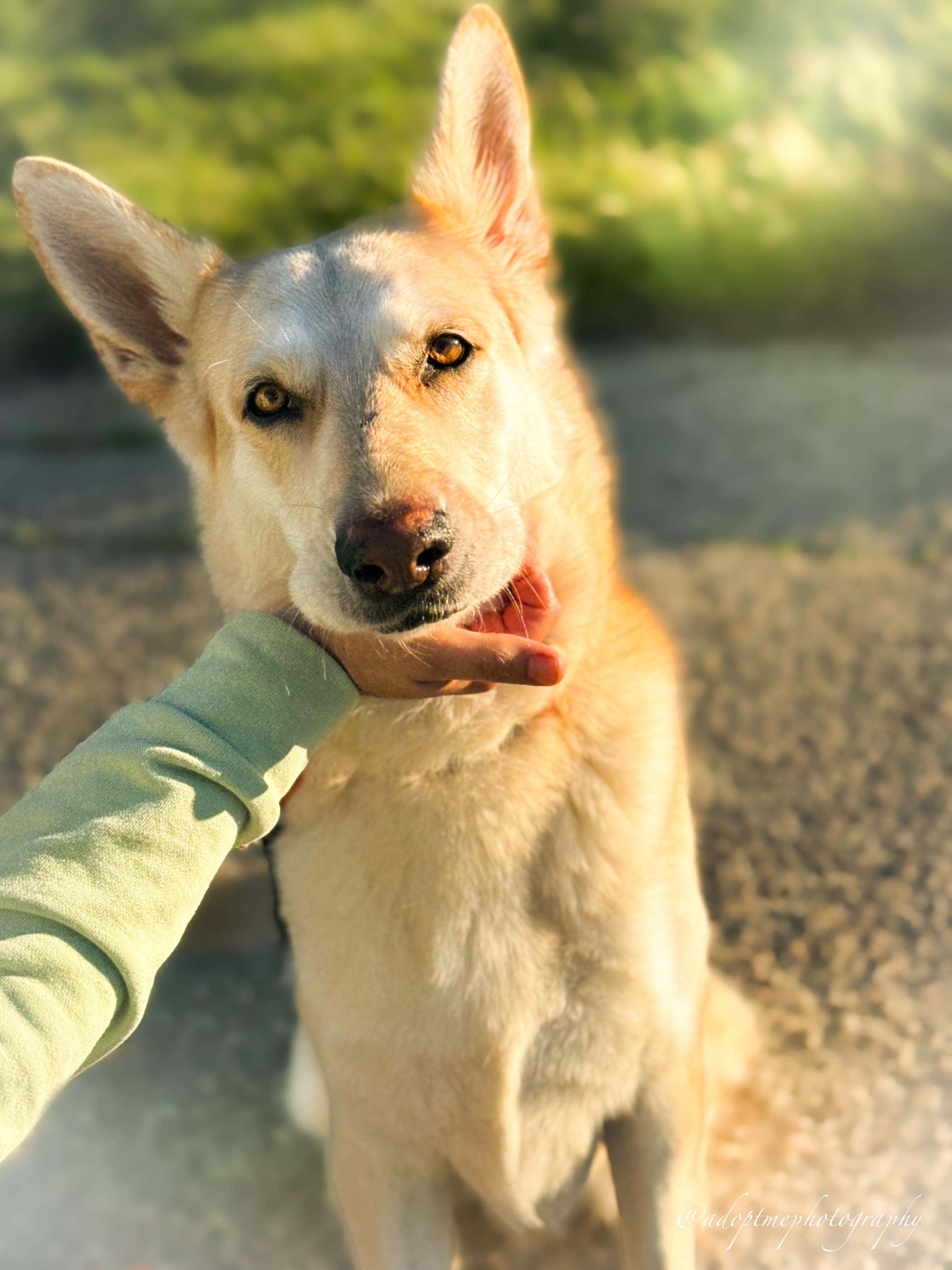 Enlarge Sunflower, a ADOPTABLE German Shepherd Dog in Torrance, CA image 2/4