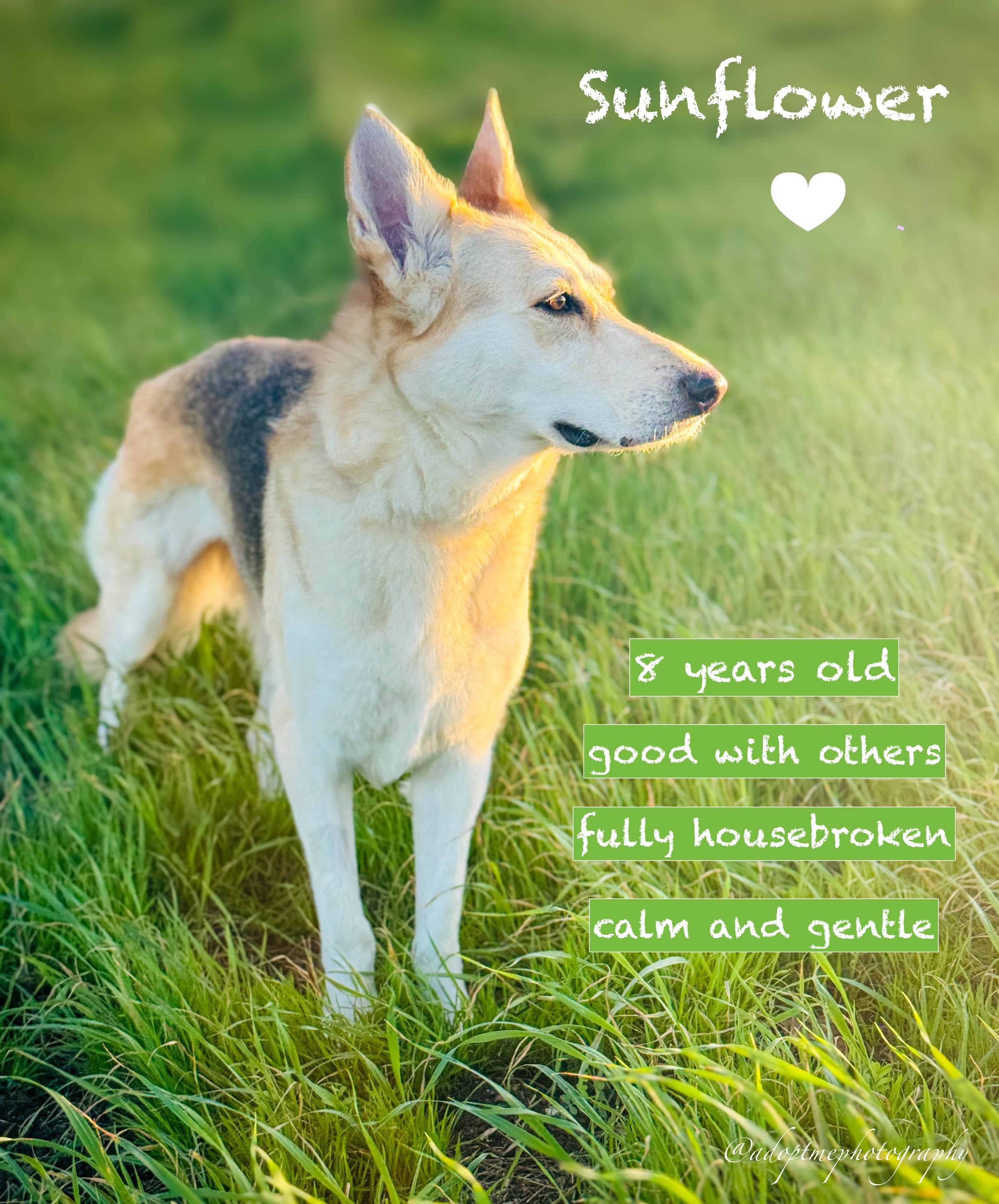 Enlarge Sunflower, a ADOPTABLE German Shepherd Dog in Torrance, CA image 6/6