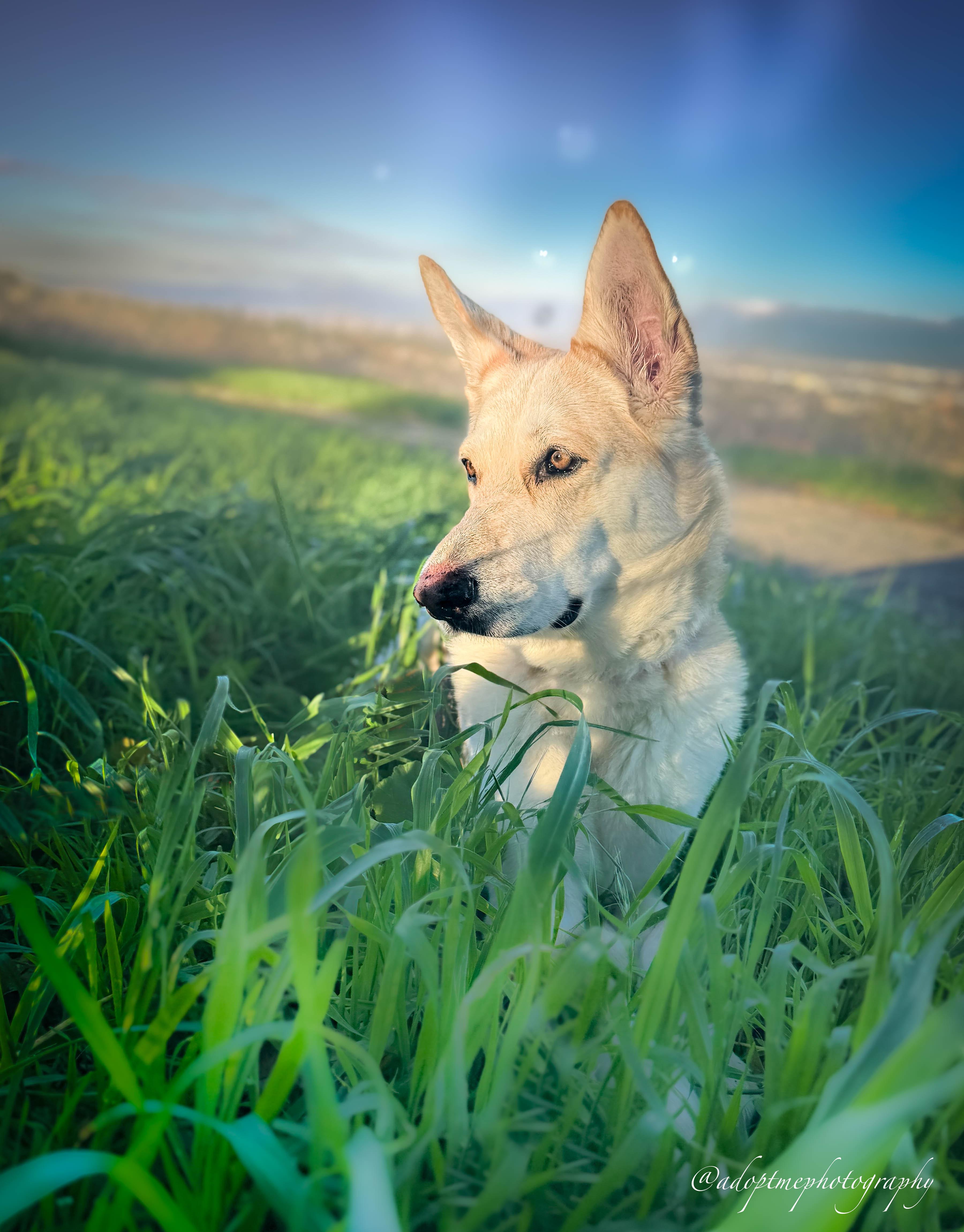 Sunflower, ADOPTABLE, Senior Female German Shepherd Dog.