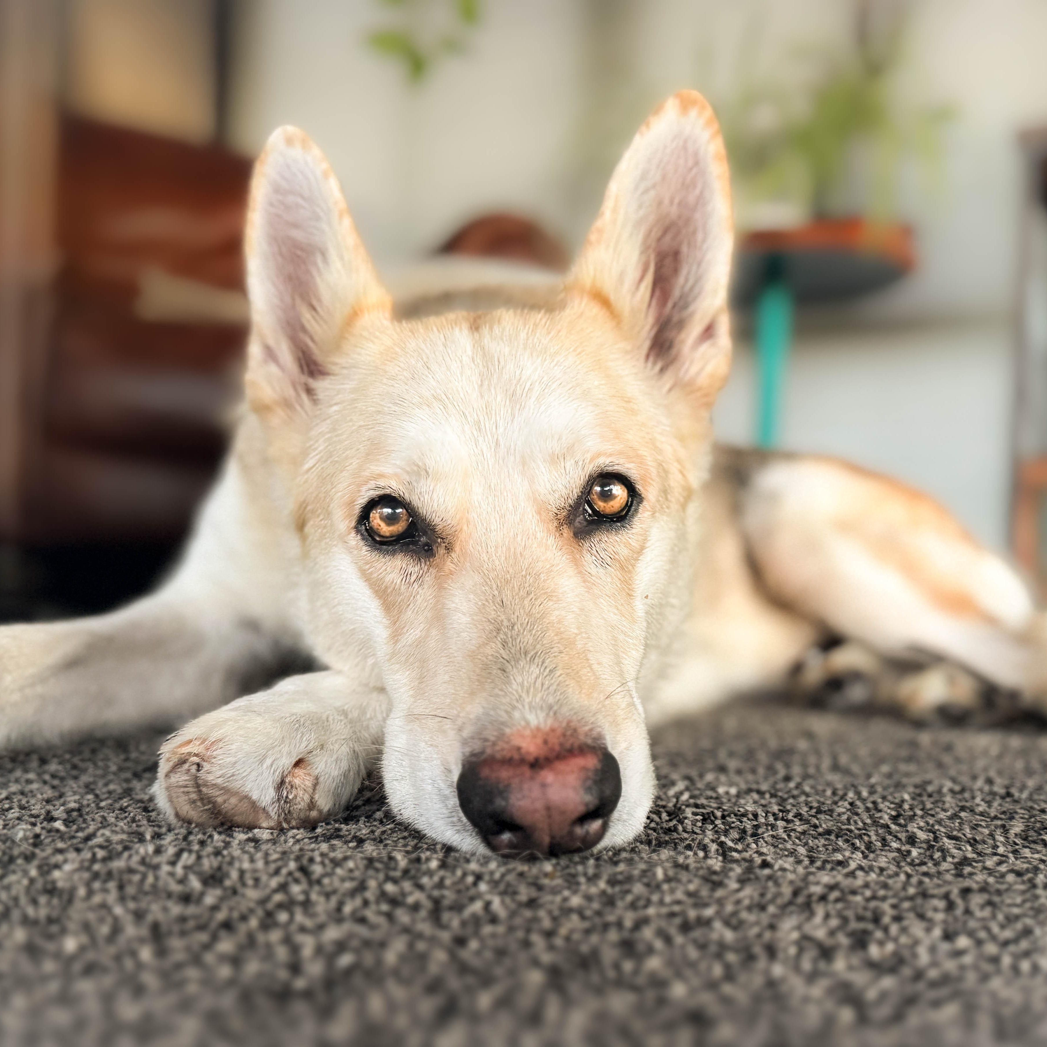 Sunflower, ADOPTABLE, Senior Female German Shepherd Dog.