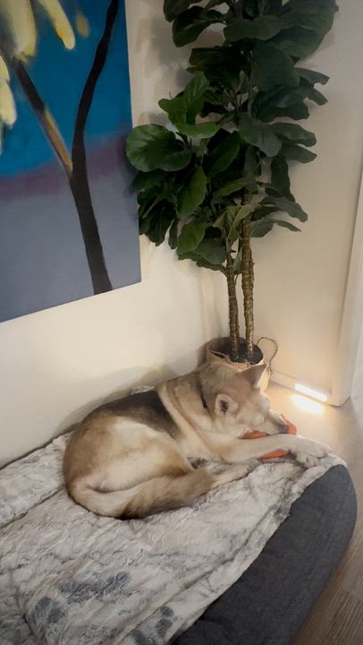 Enlarge Sunflower, a ADOPTABLE German Shepherd Dog in Torrance, CA video 2/6