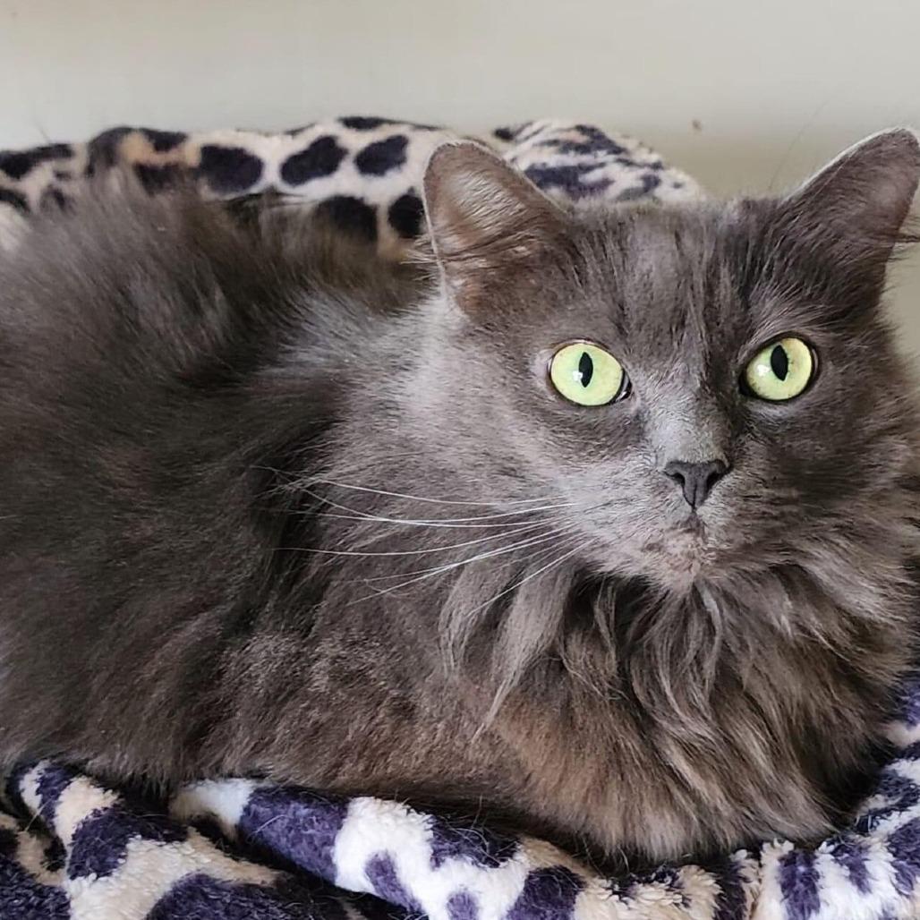 River, a Adoptable Domestic Long Hair in Wichita, KS image 1/5
