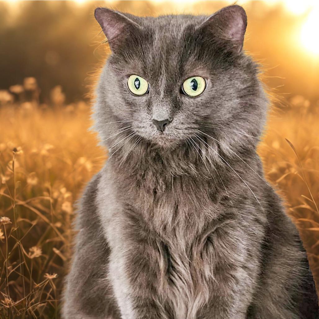 River, a Adoptable Domestic Long Hair in Wichita, KS image 2/5