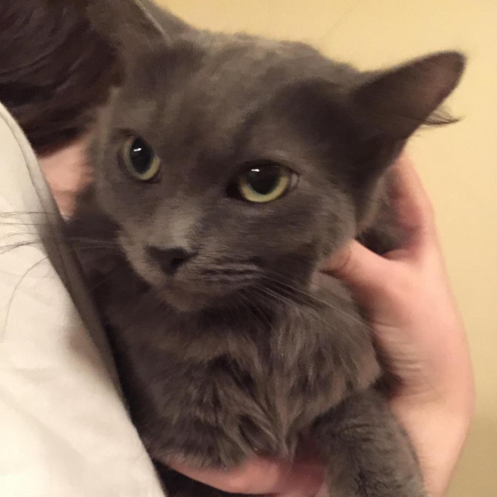 River, a Adoptable Domestic Long Hair in Wichita, KS image 3/5