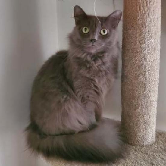 River, a Adoptable Domestic Long Hair in Wichita, KS image 4/5