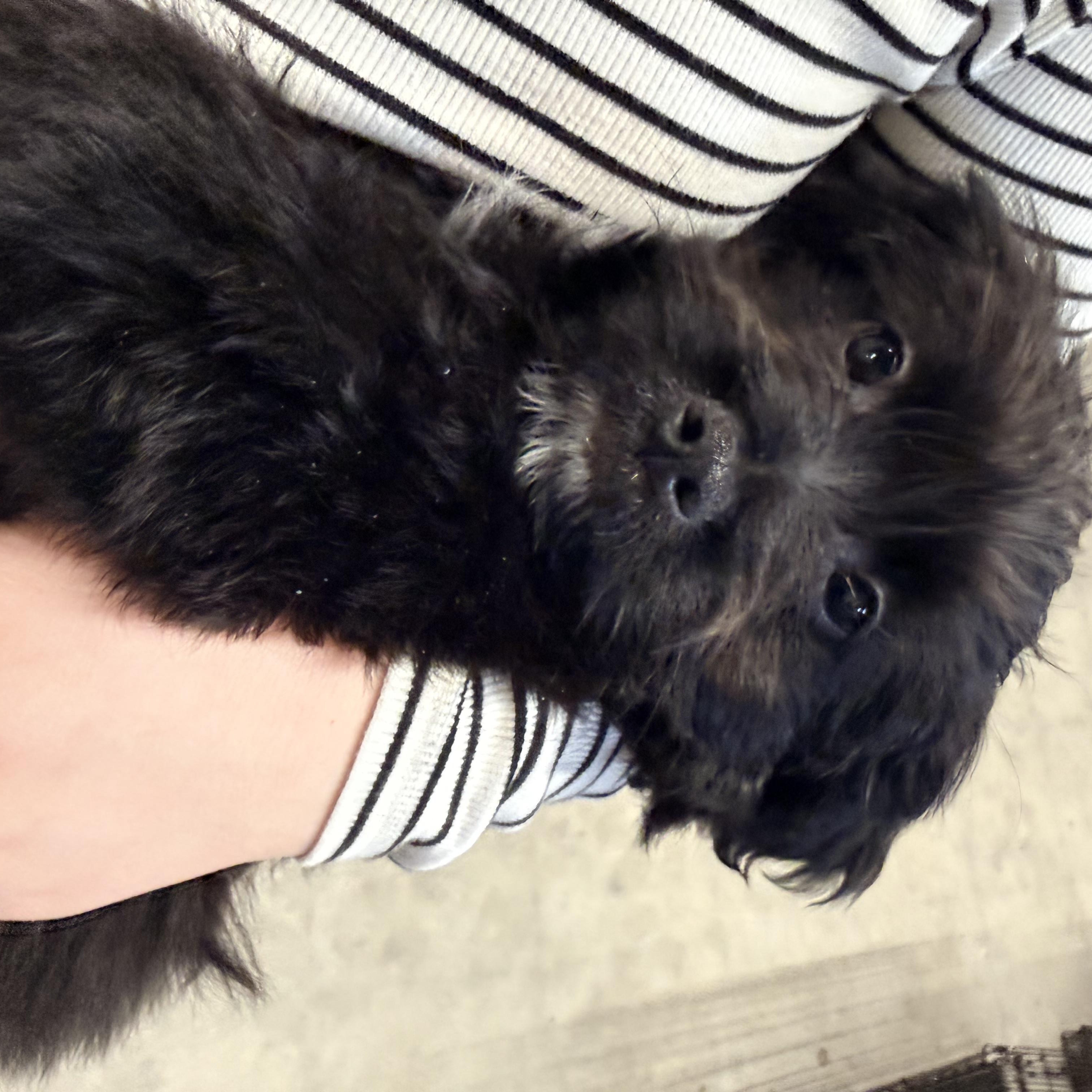 Enlarge SULLY, a ADOPTABLE mixed breed in Cincinnati, OH image 6/6