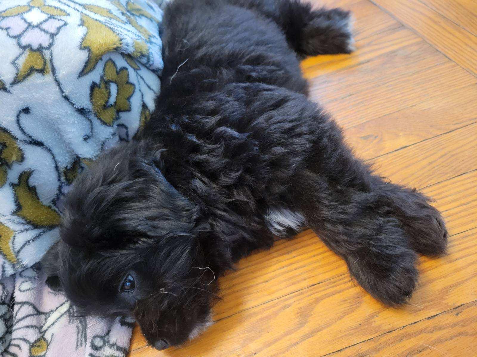 Enlarge SULLY, a ADOPTABLE mixed breed in Cincinnati, OH image 4/6