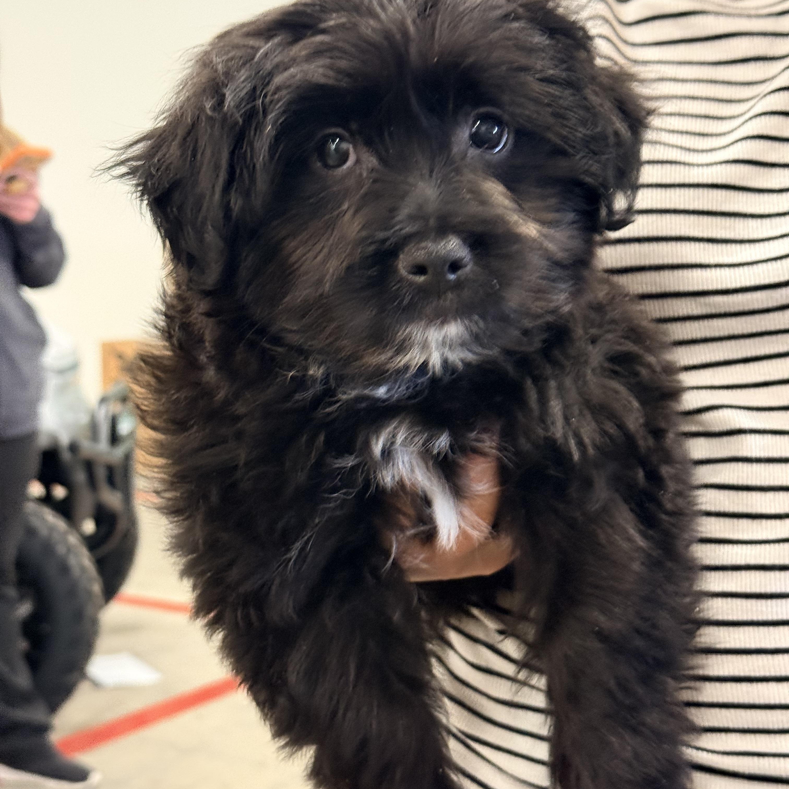 Enlarge SULLY, a ADOPTABLE mixed breed in Cincinnati, OH image 5/6