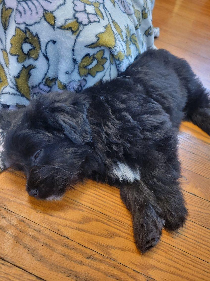 SULLY, ADOPTABLE, Puppy Male Mixed Breed.