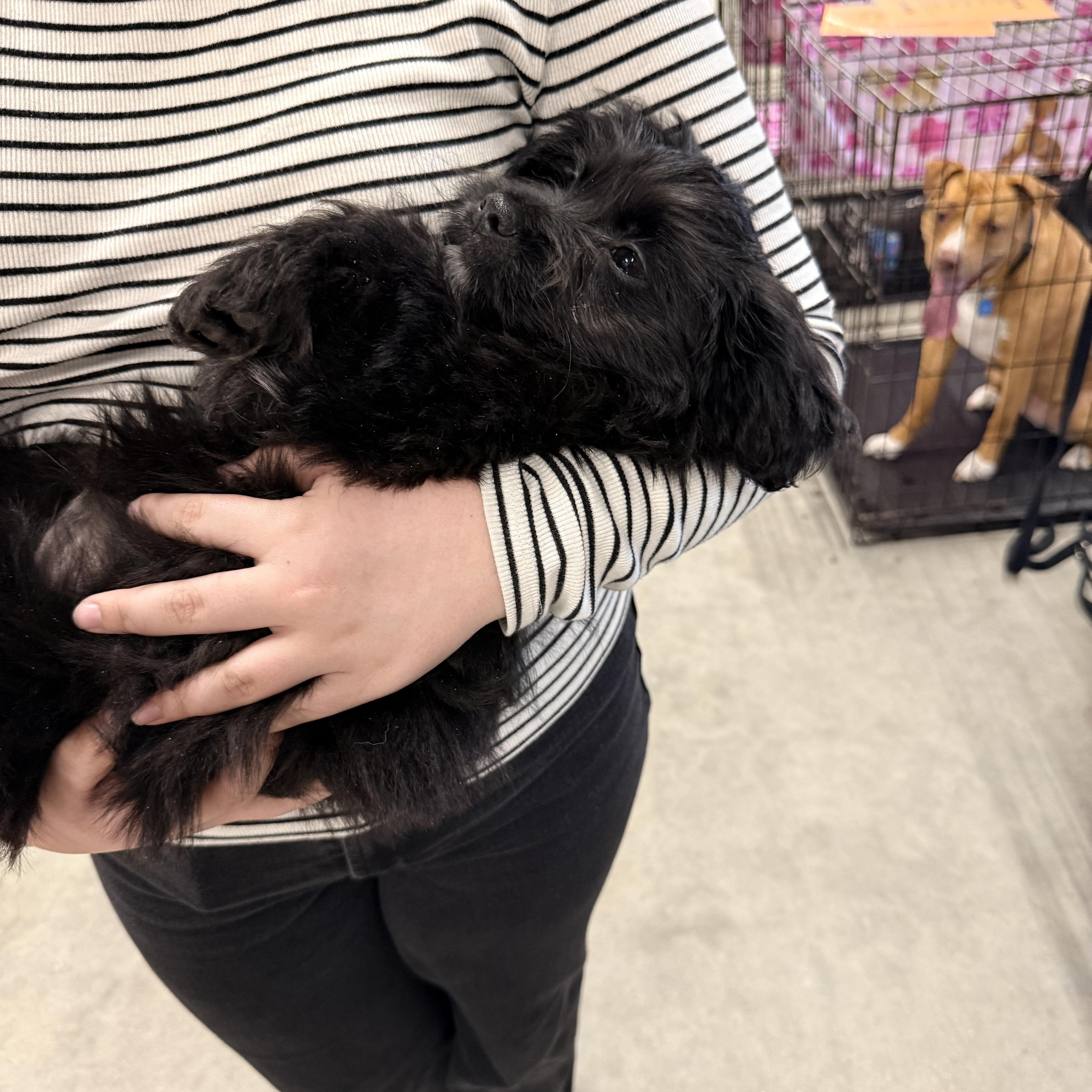 Enlarge SULLY, a ADOPTABLE mixed breed in Cincinnati, OH image 3/6