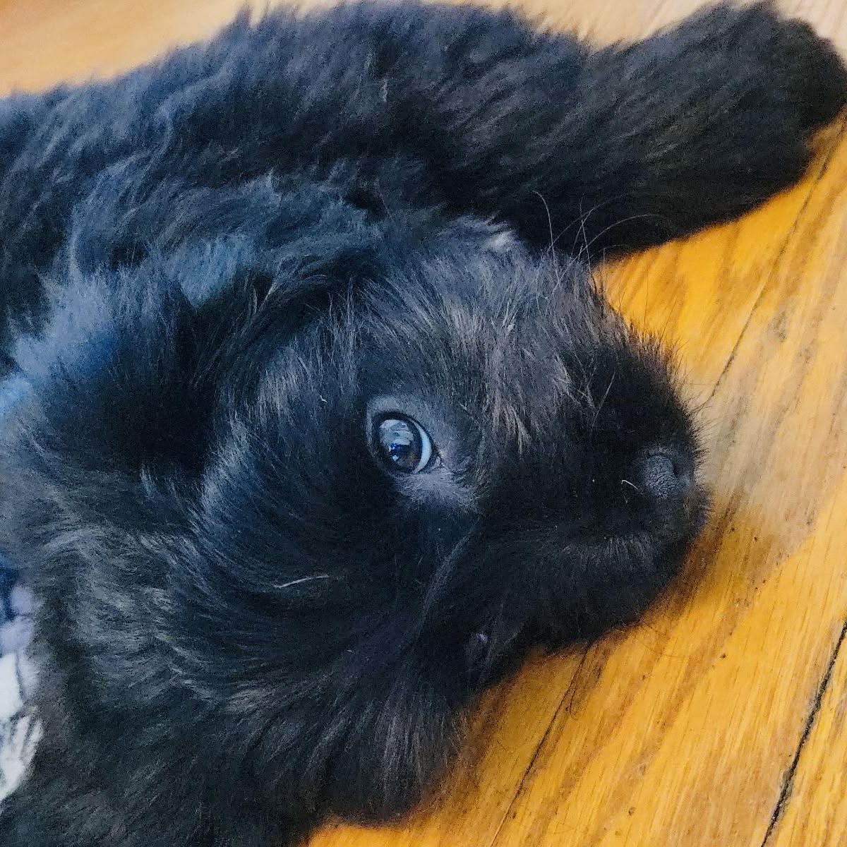 Enlarge SULLY, a ADOPTABLE mixed breed in Cincinnati, OH image 2/6