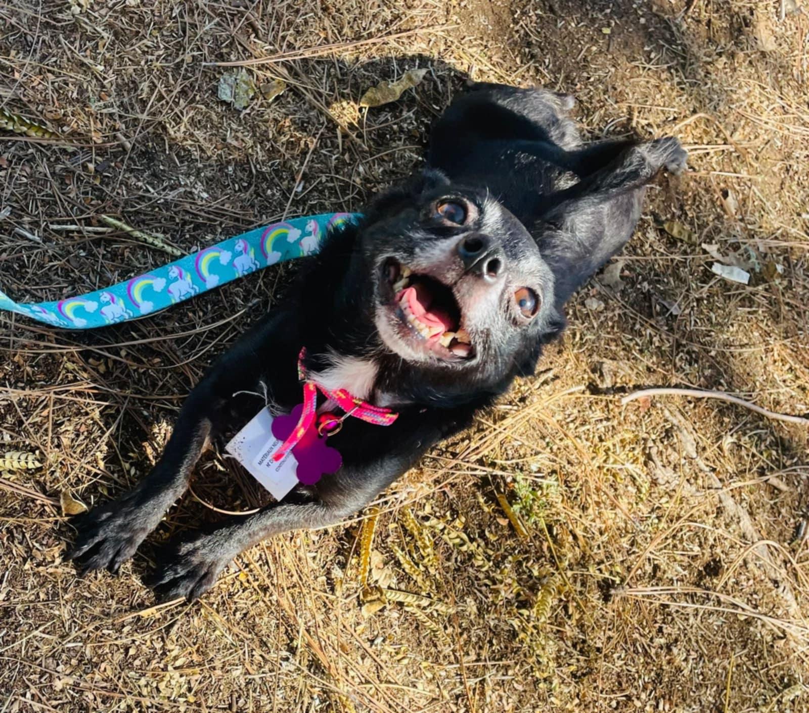 Enlarge Peach, a Adoptable mixed breed in Carlsbad, CA image 2/5