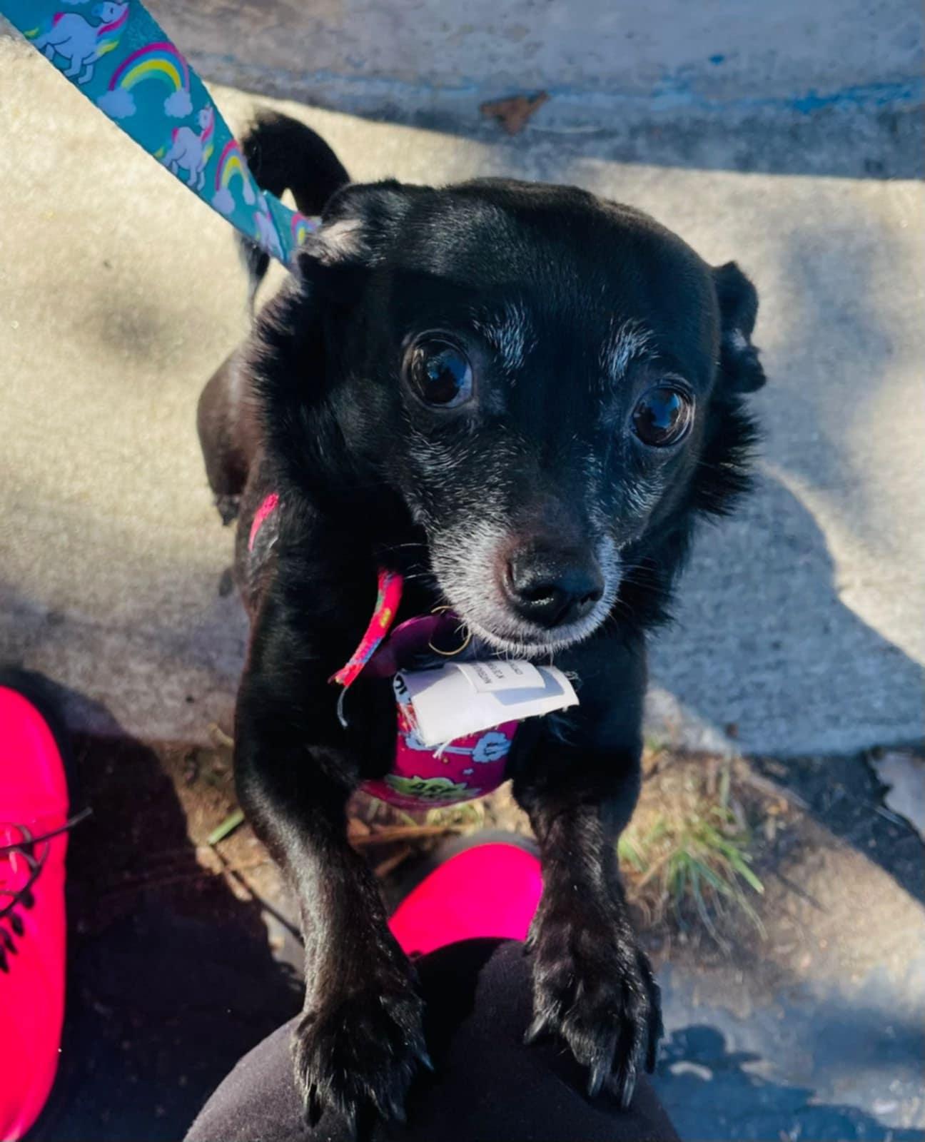 Enlarge Peach, a Adoptable mixed breed in Carlsbad, CA image 3/5