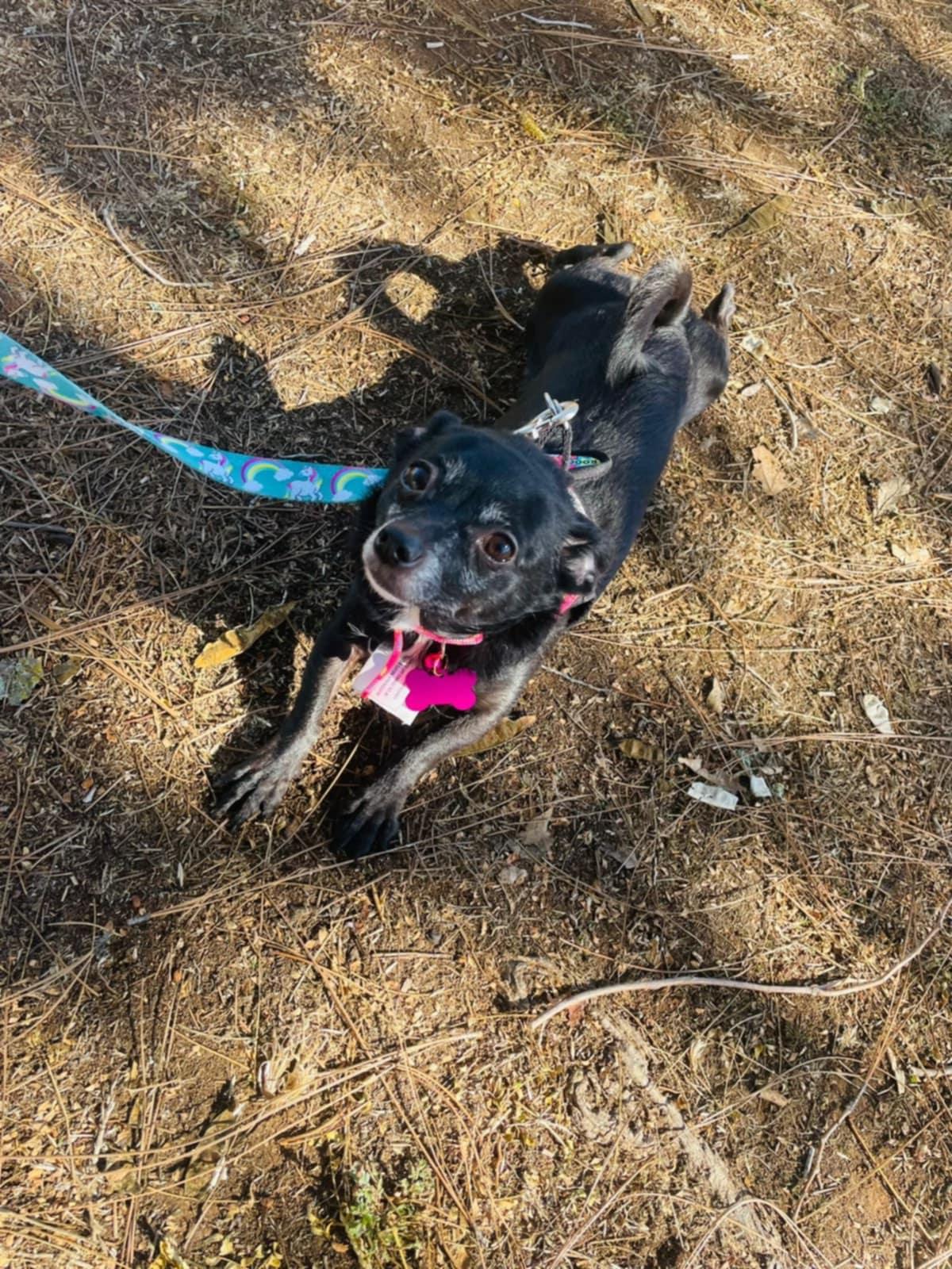 Enlarge Peach, a Adoptable mixed breed in Carlsbad, CA image 5/5