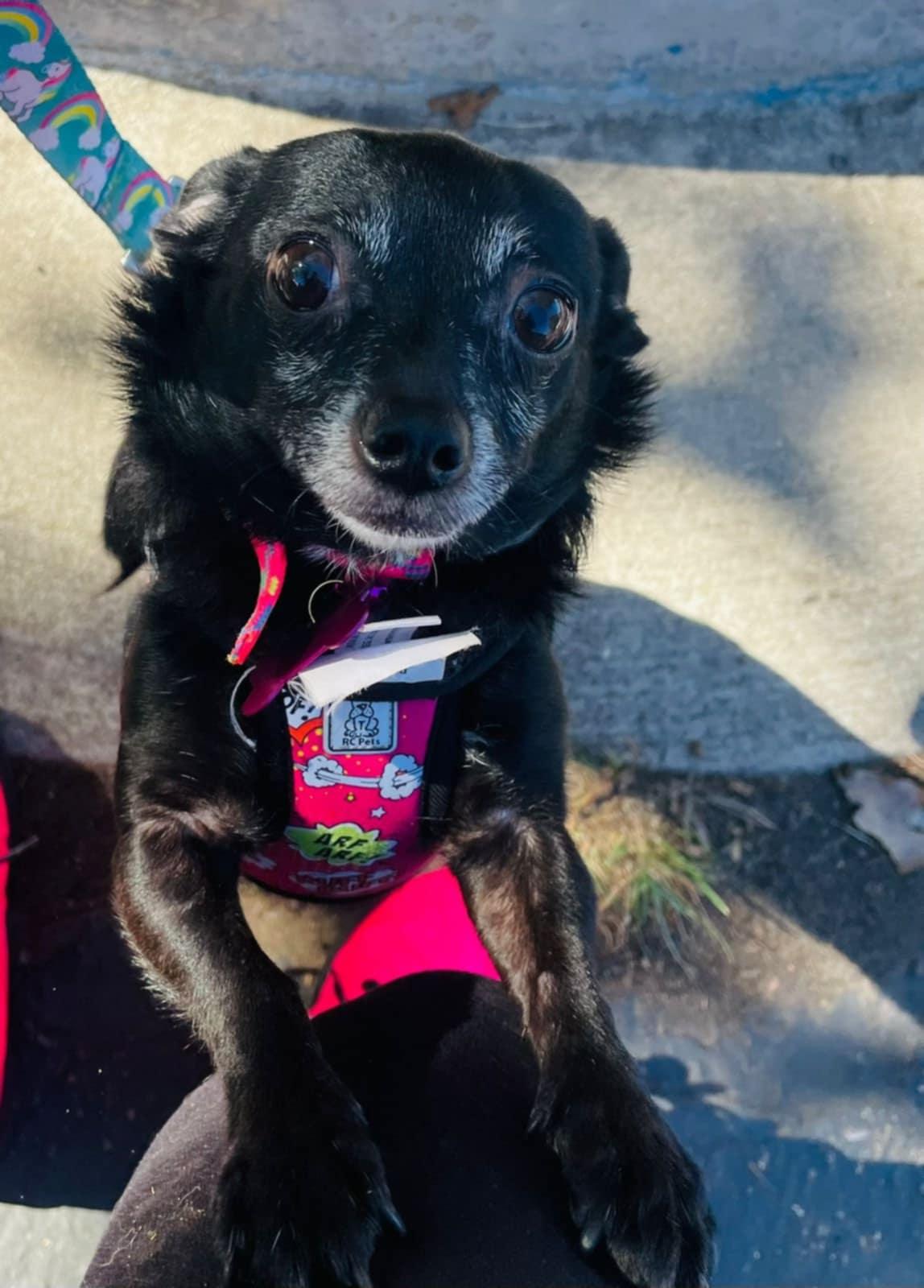 Enlarge Peach, a Adoptable mixed breed in Carlsbad, CA image 1/5