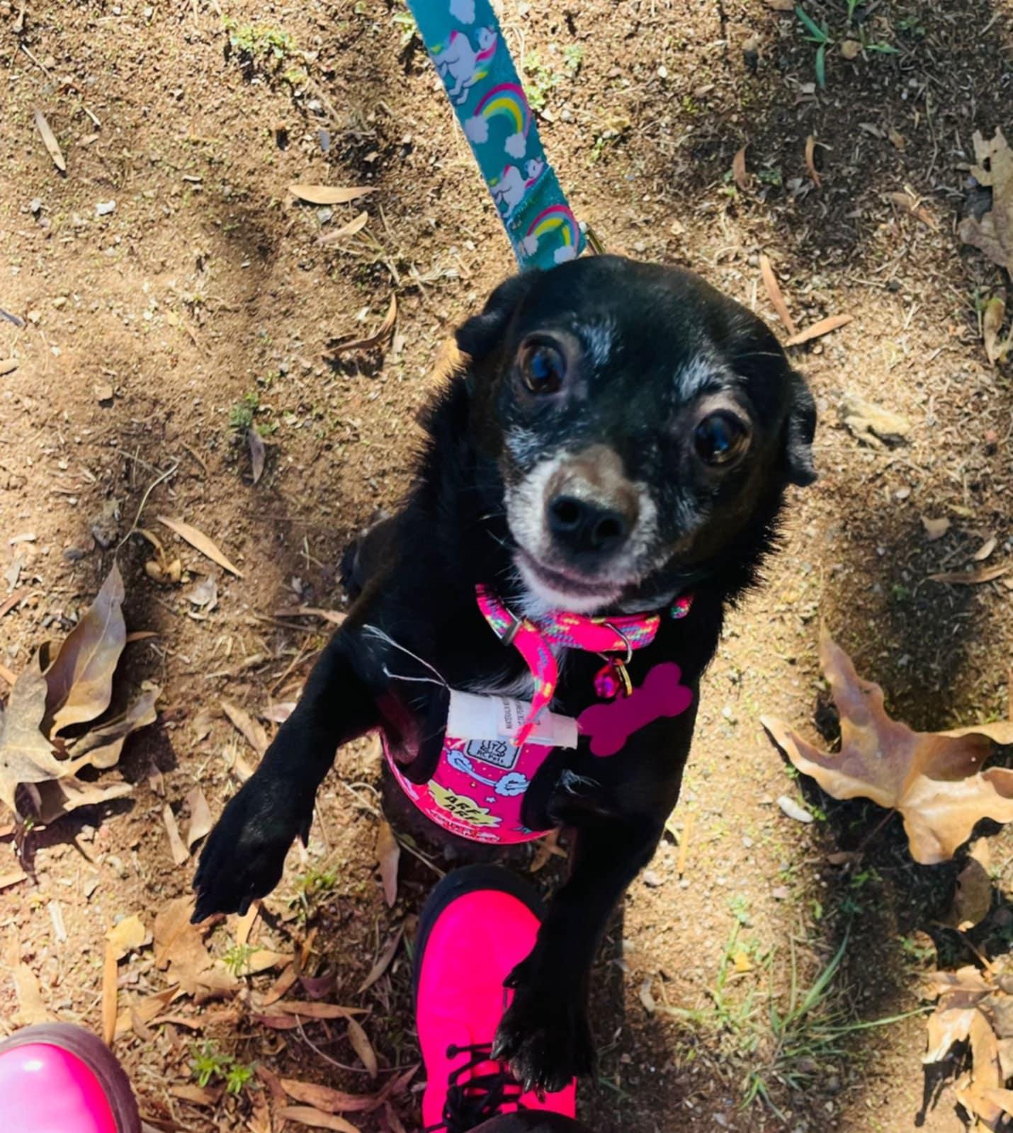 Enlarge Peach, a Adoptable mixed breed in Carlsbad, CA image 4/5