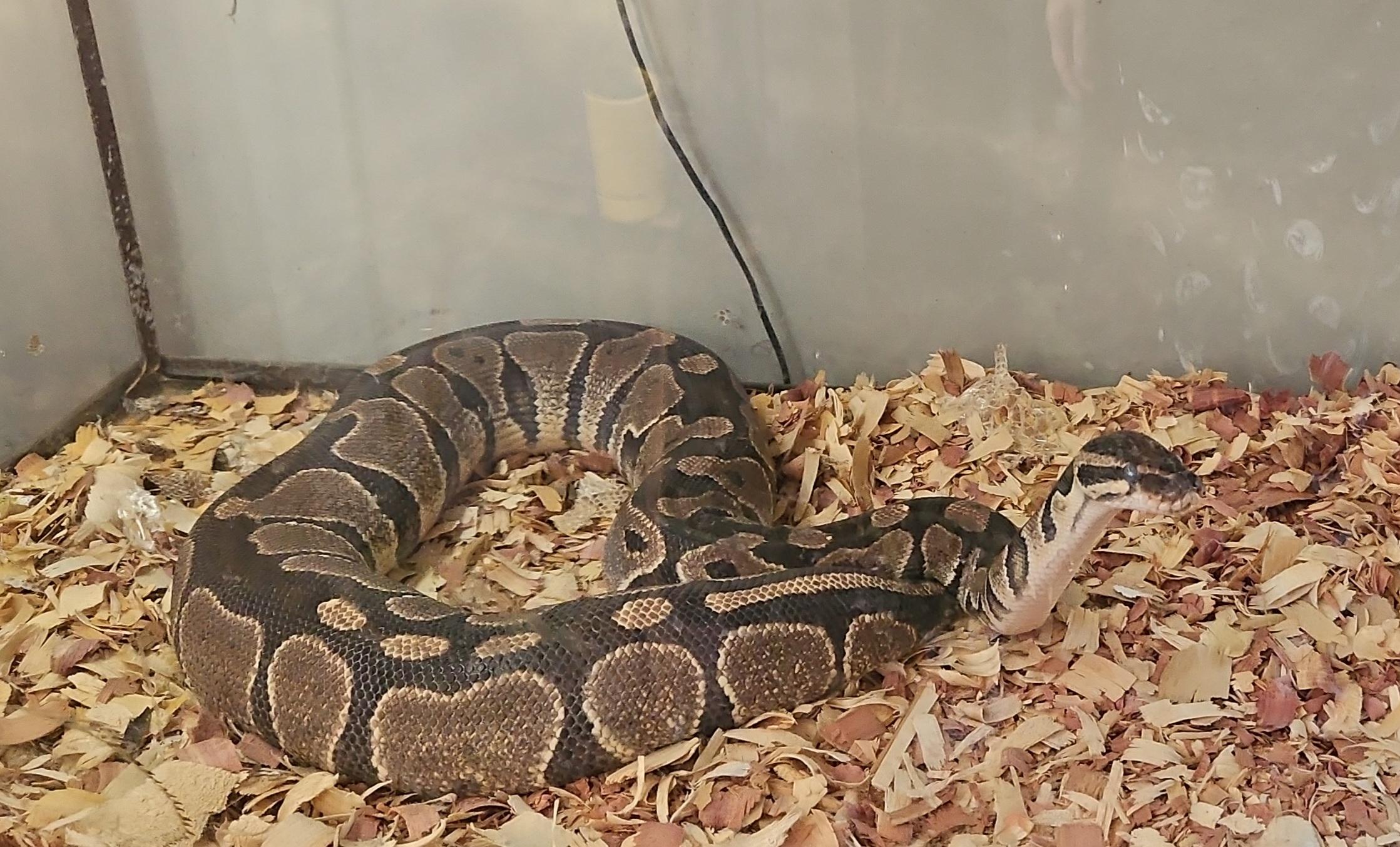 Enlarge Minx, a Adoptable Python in Randolph, NJ image 1/3