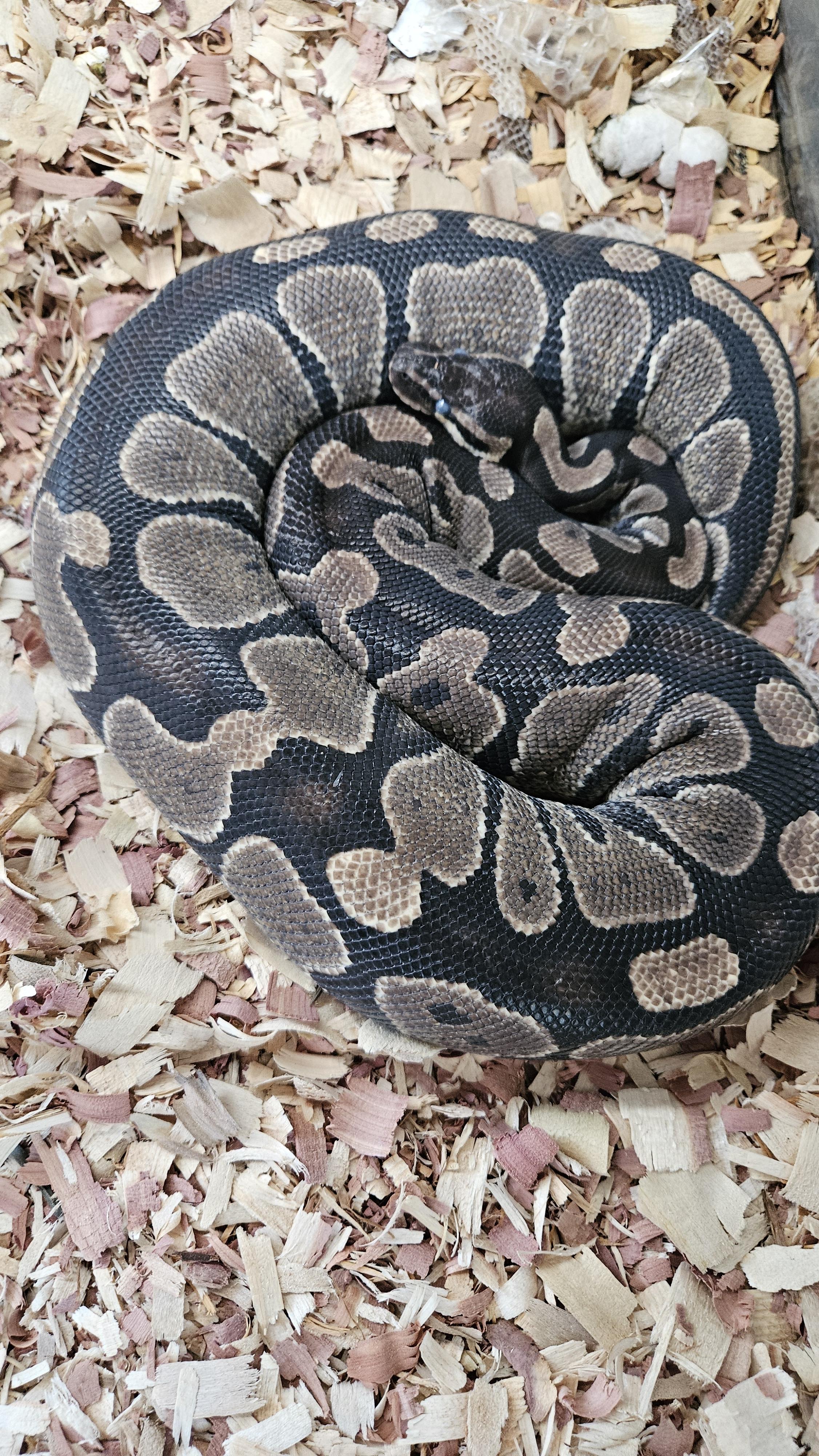 Enlarge Minx, a Adoptable Python in Randolph, NJ image 2/3