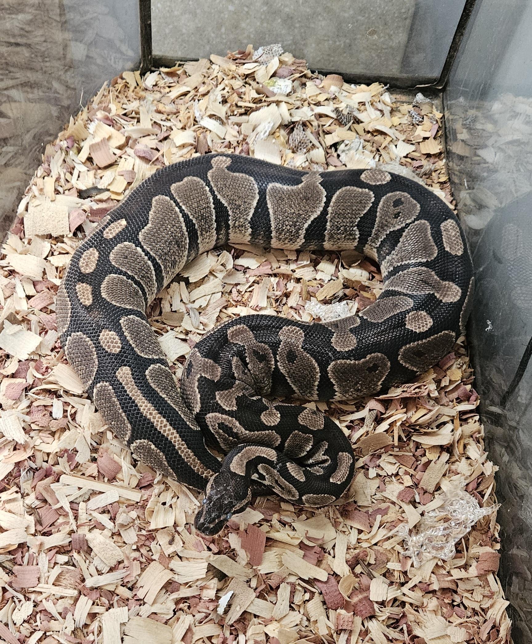 Enlarge Minx, a Adoptable Python in Randolph, NJ image 3/3