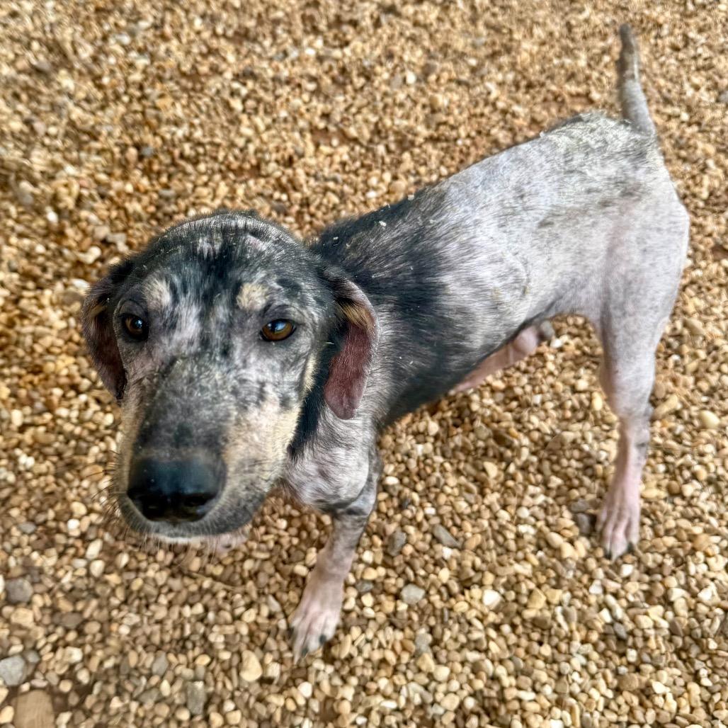 Enlarge Xena, a Adoptable Mixed Breed in Opelika, AL image 2/6