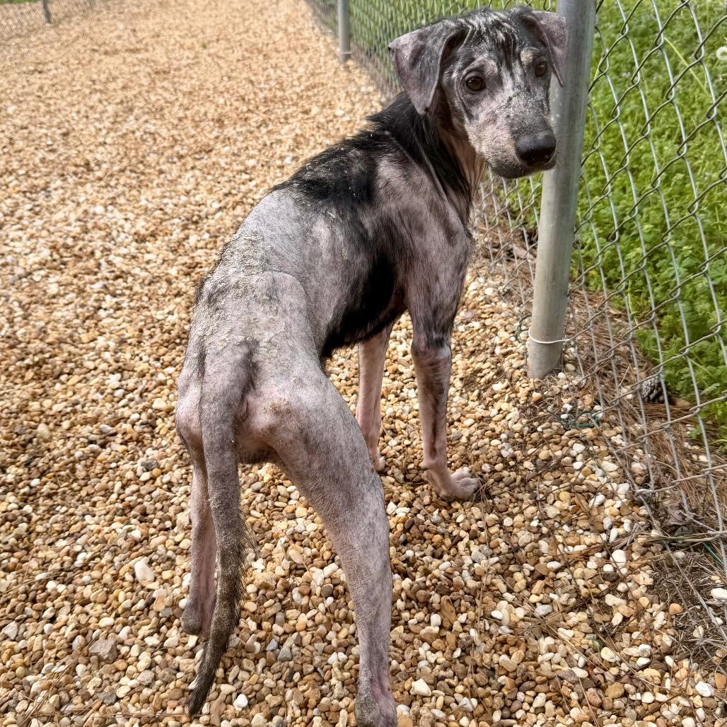 Enlarge Xena, a Adoptable Mixed Breed in Opelika, AL image 3/6
