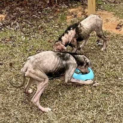 Enlarge Xena, a Adoptable Mixed Breed in Opelika, AL image 5/6