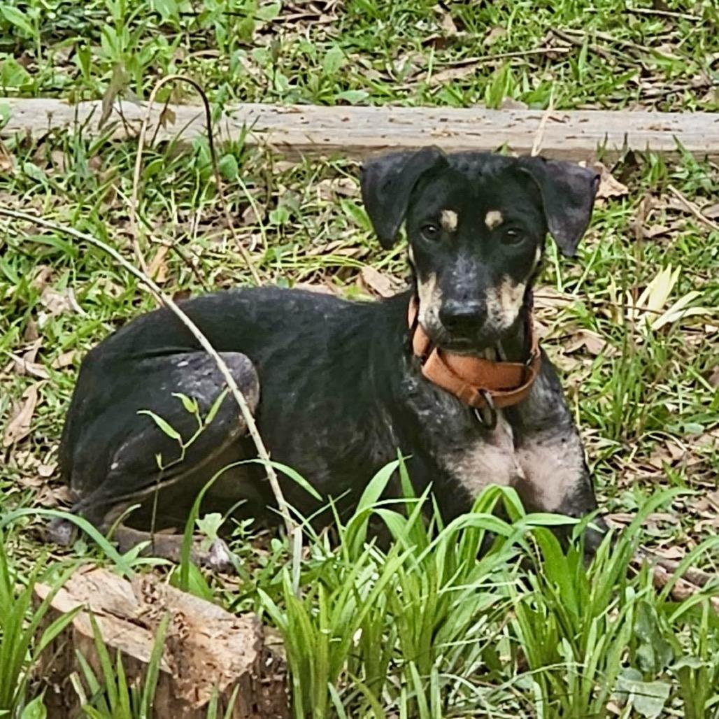 Xena, Adoptable, Young Female Mixed Breed.