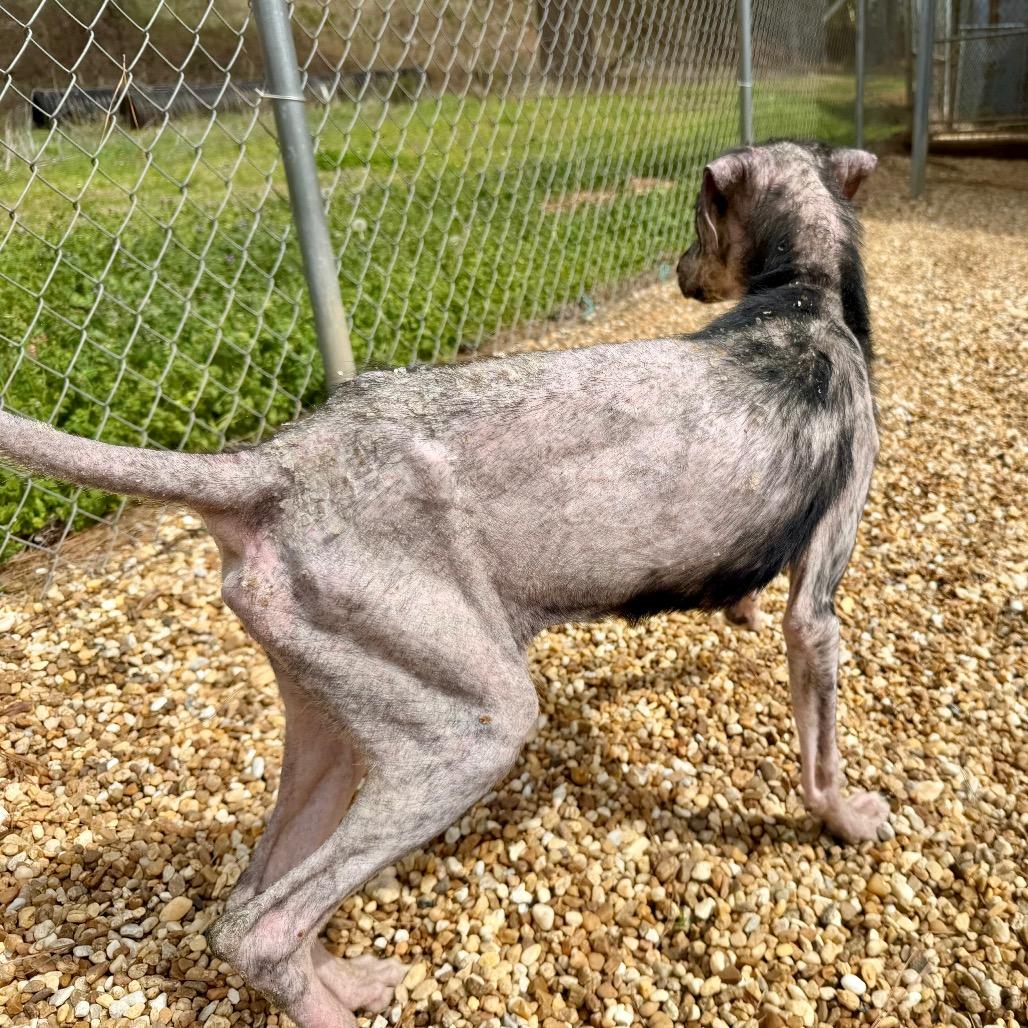 Enlarge Xena, a Adoptable Mixed Breed in Opelika, AL image 6/6