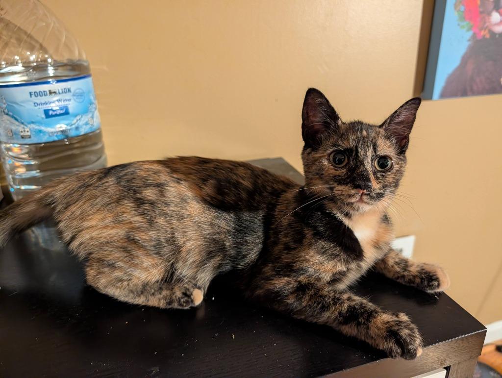 Blossom26, Adoptable, Kitten Female Domestic Short Hair.