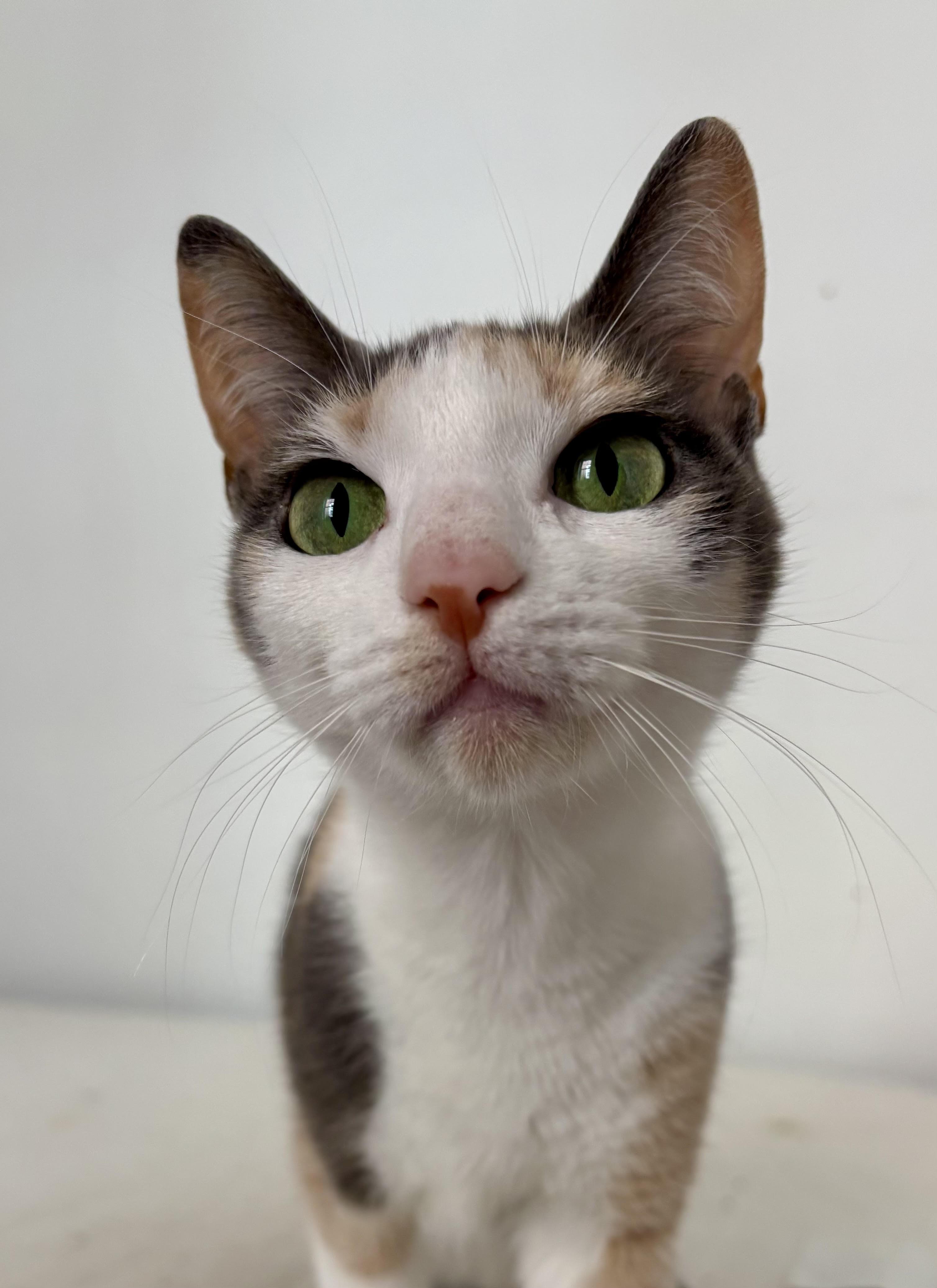 Rosie