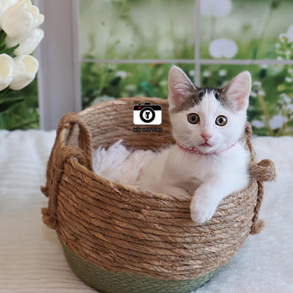 Jinx, Adoptable, Kitten Female Domestic Short Hair.