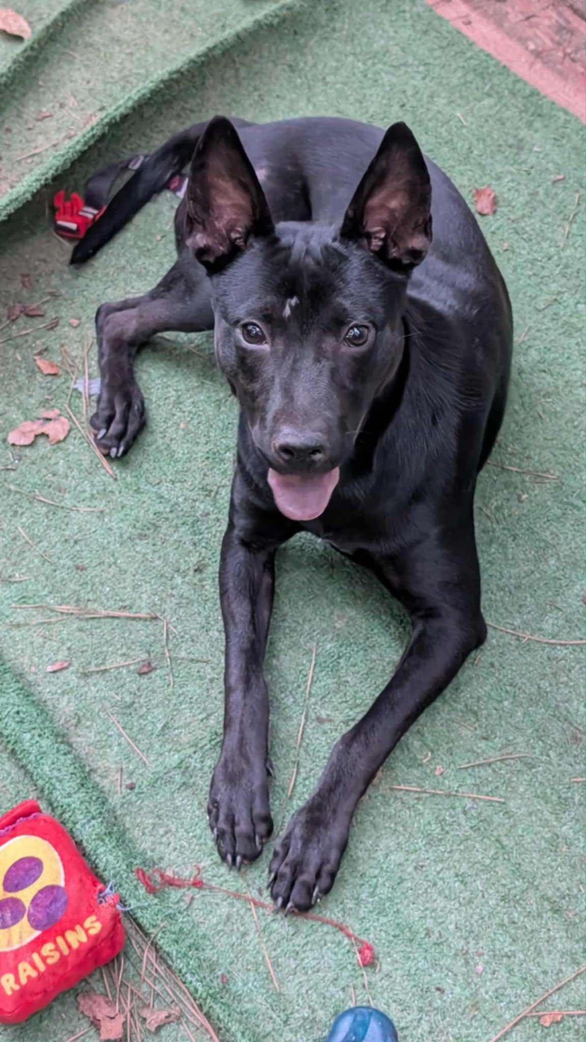 Enlarge Serrano, a Adopted mixed breed in Roswell, GA image 3/3