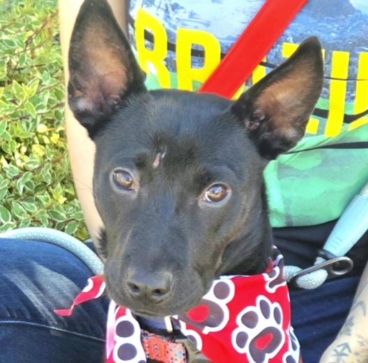 Serrano, Adopted, Young Male German Shepherd Dog & Black Labrador Retriever.