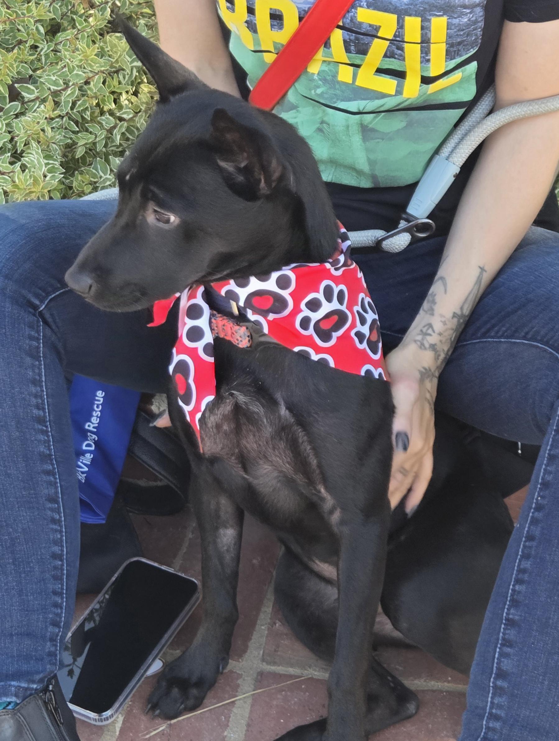 Enlarge Serrano, a Adopted mixed breed in Roswell, GA image 2/3