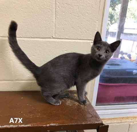 A7X