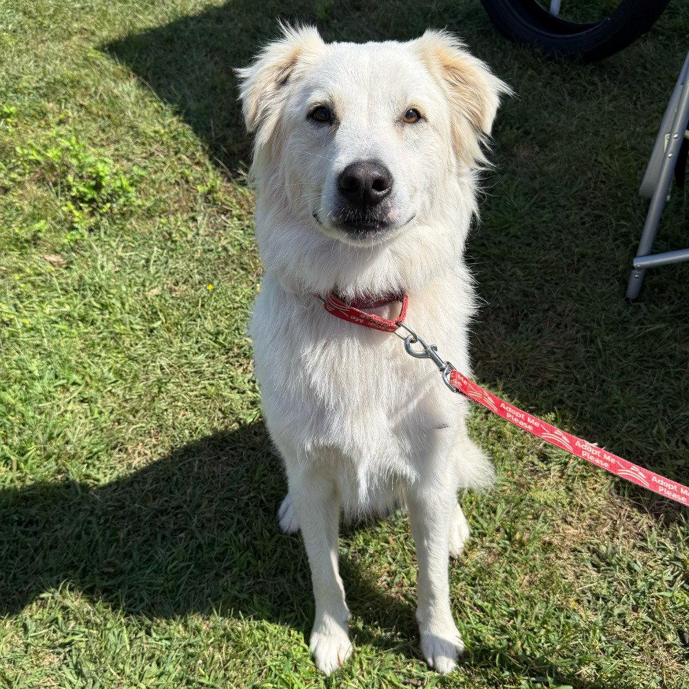 Riley, Adoptable, Young Male Terrier.