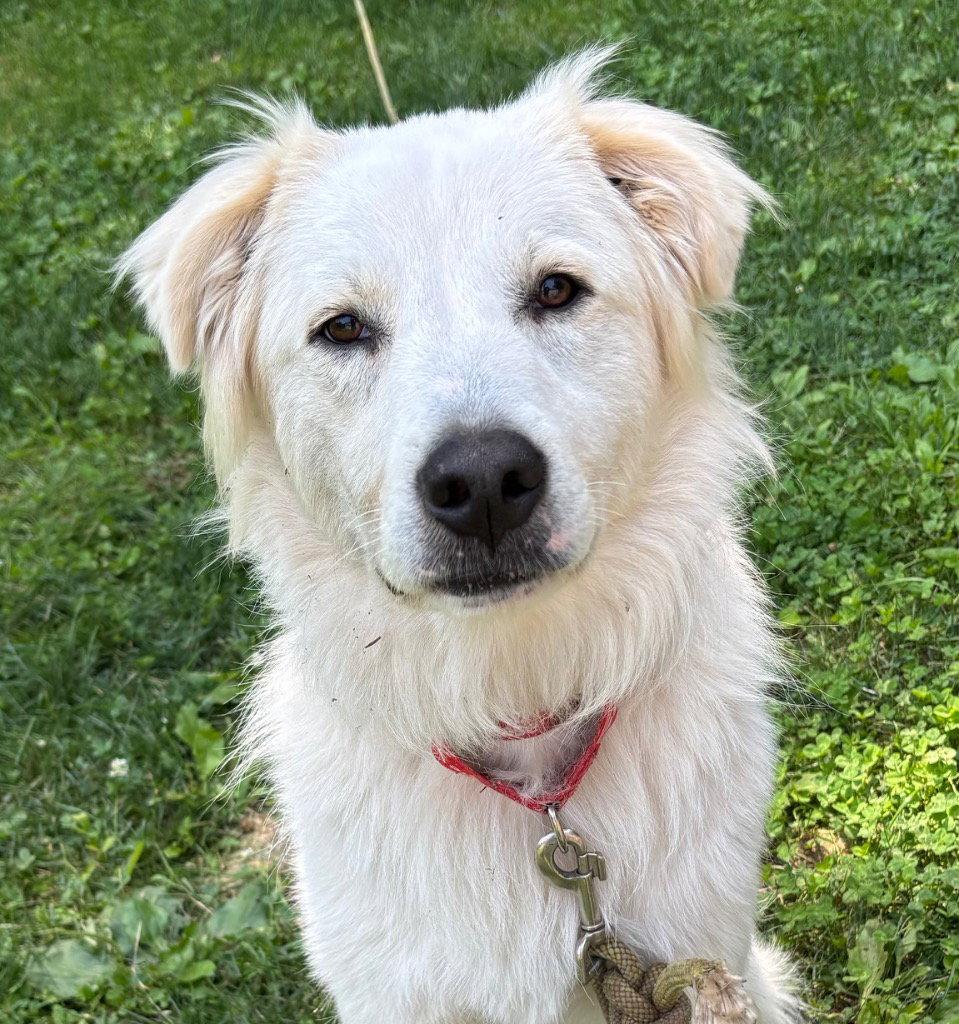 Enlarge Riley, a Adoptable Terrier in Bloomfield, CT image 2/3