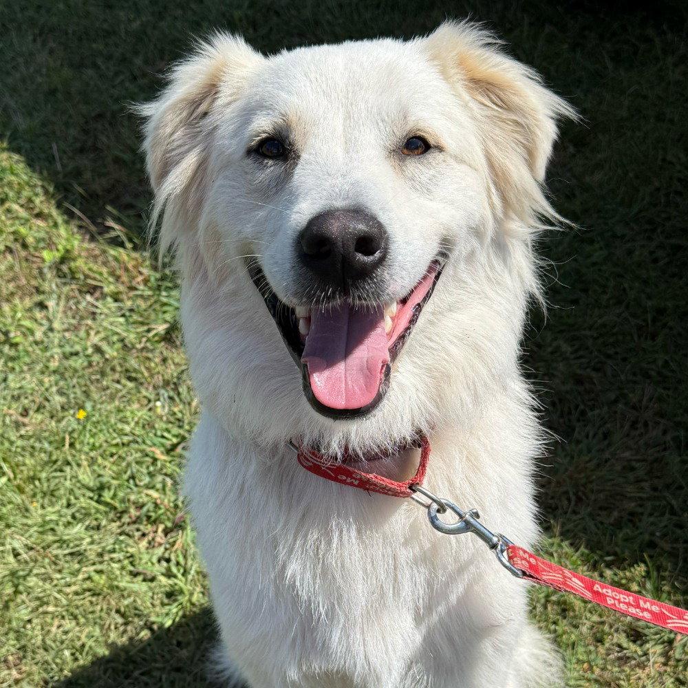 Enlarge Riley, a Adoptable Terrier in Bloomfield, CT image 3/3