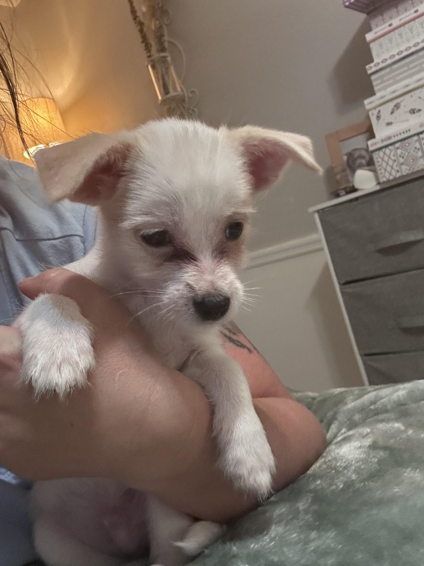 Gizmo, Adopted, Puppy Male Maltese.